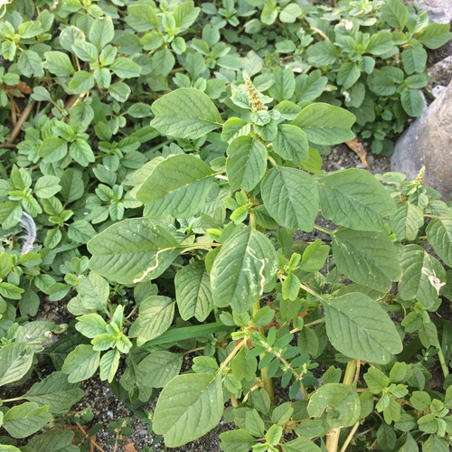 Oden Waelder (https://www.inaturalist.org/observations/254793077)